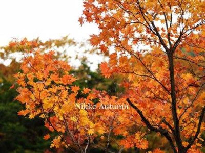 红叶副本攻略（打造平民玩家也能轻松通关的红叶副本攻略）