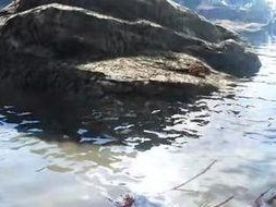方舟蝠鲼有什么用,深海中的生态宝藏与科研价值探索